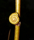 wstężyk gajowy (Cepaea nemoralis)