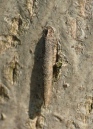 Taleporia tubulosa - kryjówka larwy