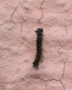 brudnica nieparka (Lymantria dispar) - gąsienica