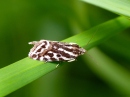 polnica szachowniczka (Acontia trabealis)