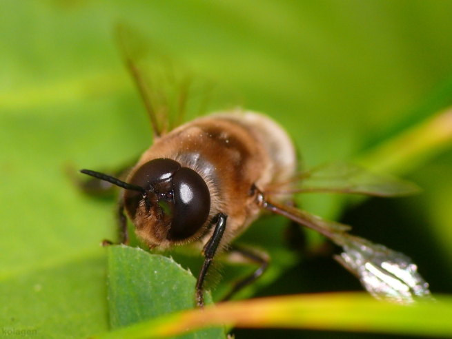 pszczoła miodna (Apis mellifera)